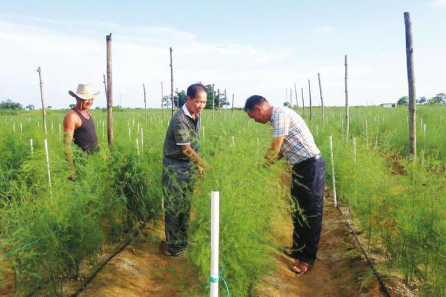 农村这种作物，亩收获900斤，一斤6元，种植一次可连续采收10年