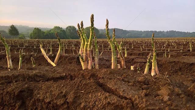 农村这种作物，亩收获900斤，一斤6元，种植一次可连续采收10年