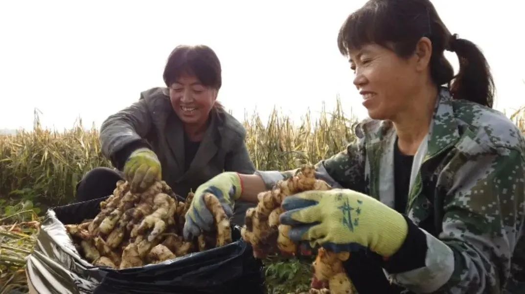 生姜种植技术及前景_生姜前景种植技术要点_生姜前景种植技术视频