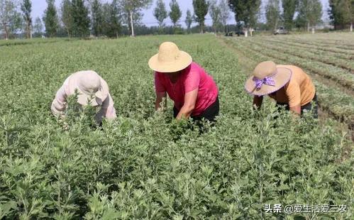 艾草赚钱吗_致富经艾草_艾草项目