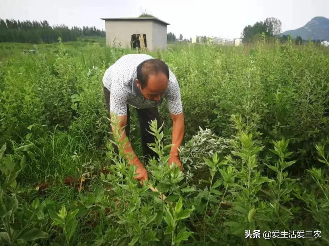 艾草赚钱吗_致富经艾草_艾草项目