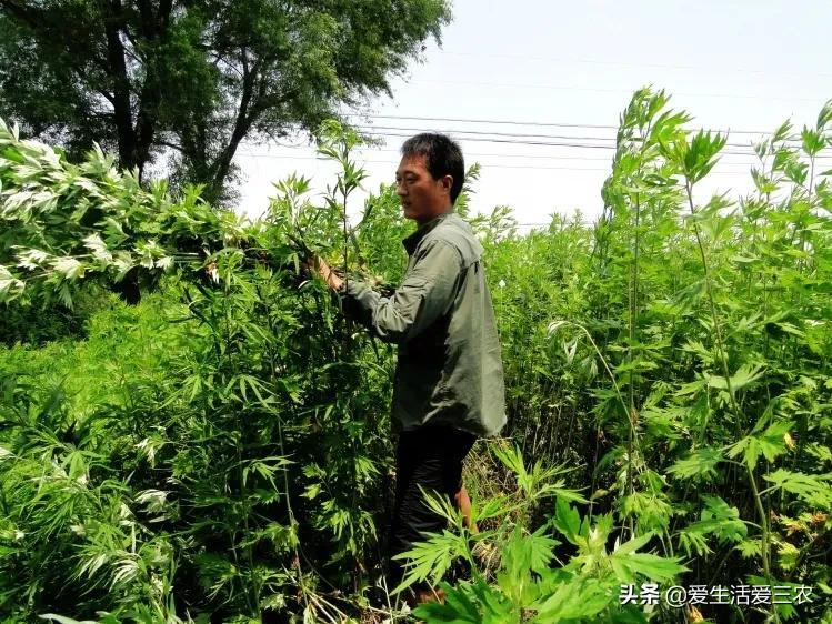 艾草项目_致富经艾草_艾草赚钱吗