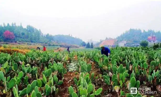 农民致富种植项目_农民种植致富网_农村致富网种植