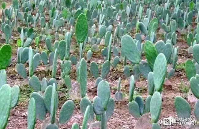 农村致富网种植_农民种植致富网_农民致富种植项目