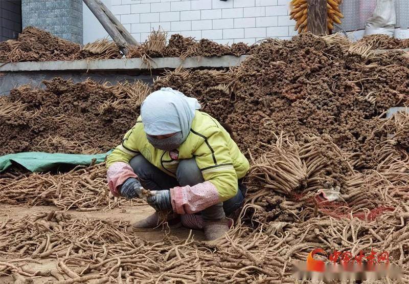 致富当归种植农民视频_当归种植利润_当归农民种植致富