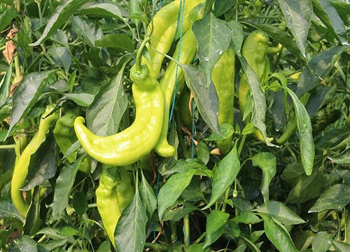 冬季辣椒种植技术_樟树港辣椒种植技术_种植辣椒技术