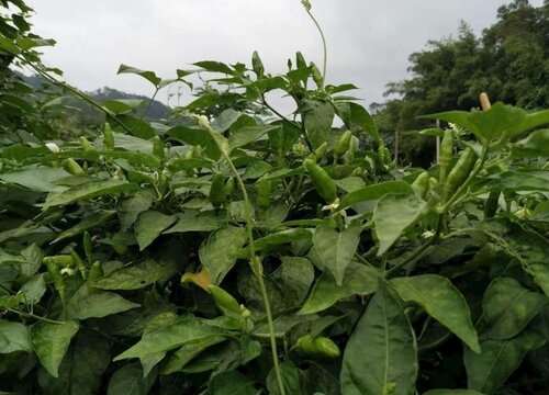 种植辣椒技术_冬季辣椒种植技术_樟树港辣椒种植技术