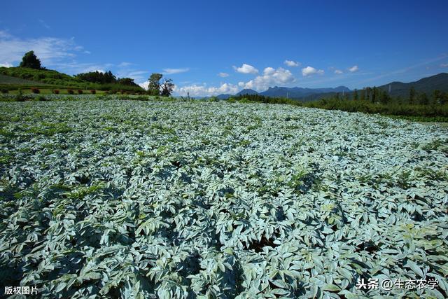 种植磨芋技术书_种植蘑芋需要什么肥_蘑芋种植技术要点