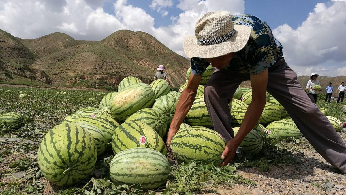 局部禁种！“戈壁西瓜”危害有多大？砂田加速老化，宁夏主动退耕