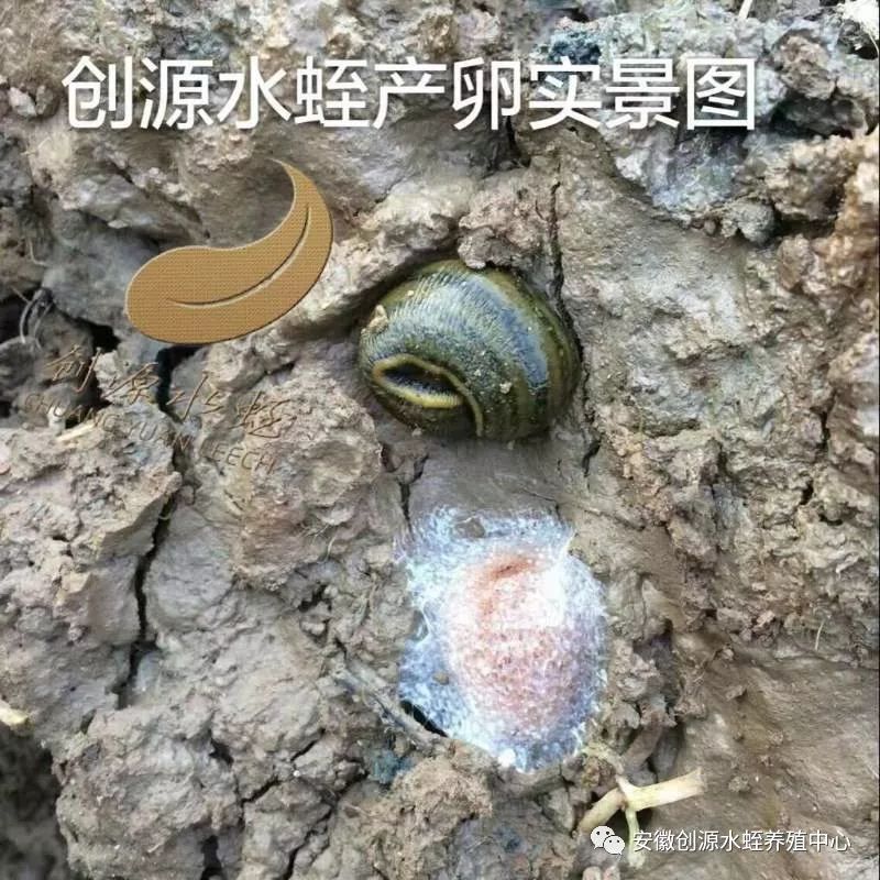 养殖种苗水蛭技术视频_水蛭种苗养殖技术_水蛭幼苗养殖