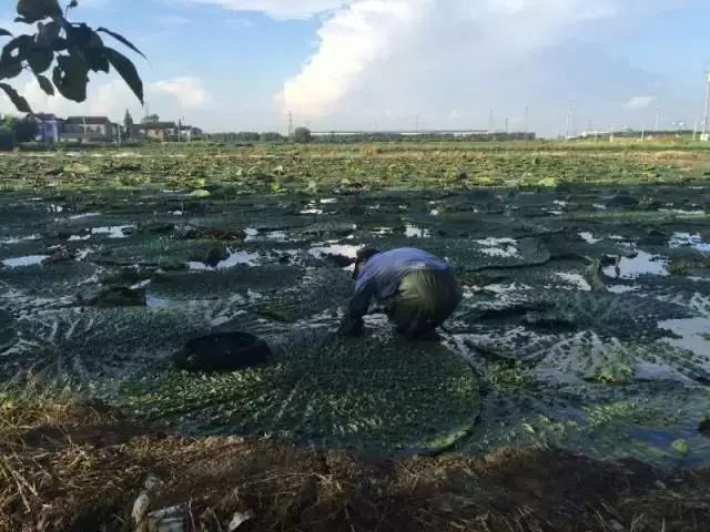 荷兰豆致富经_荷兰豆种植效益_荷兰豆养殖专家