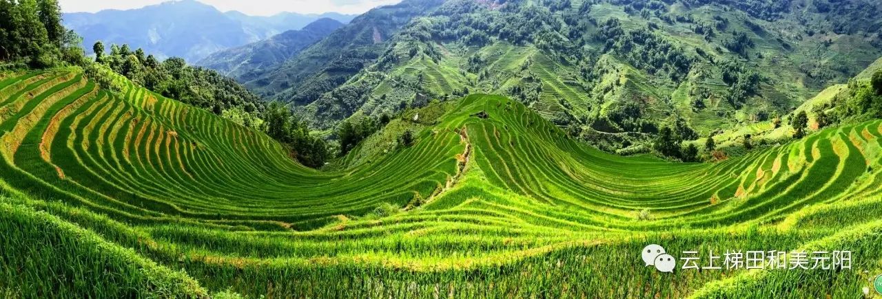 荷兰豆致富经_荷兰豆种植成本及利润_荷兰豆养殖专家