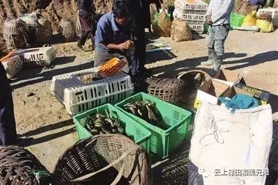 荷兰豆养殖专家_荷兰豆种植成本及利润_荷兰豆致富经