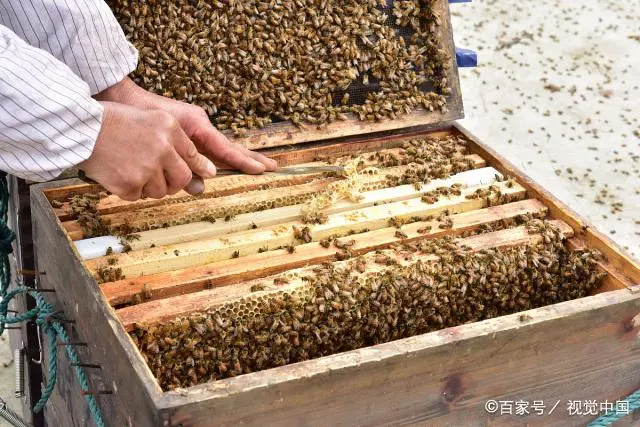 工蜂与幼虫之间隐藏巨大利润空间，巧用蜂子比值，繁殖采蜜两不误