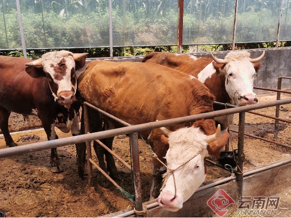 肉牛养殖致富材料_致富养殖肉牛材料是什么_致富养殖肉牛材料有哪些