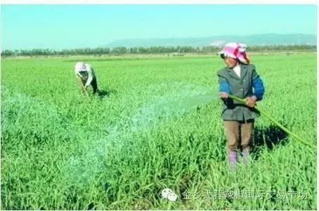 种植致富经_种植技术致富_种植致富业