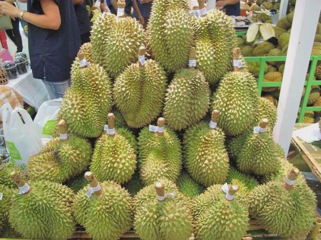 种植榴莲大全技术与管理_种植榴莲的方法_榴莲种植技术大全