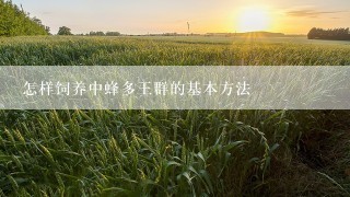 怎样饲养中蜂多王群的基本方法