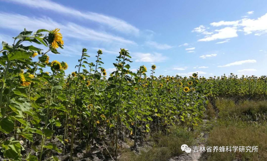 蜜蜂饲养｜吉林省向日葵花期养蜂生产情况调查