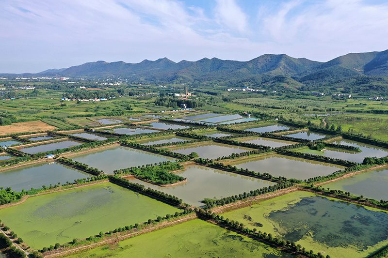 河南养锦鲤的地方_河南养殖锦鲤致富_致富养殖河南锦鲤视频