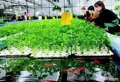 生菜种植技术视频_生菜种植成本与利润_致富经种生菜