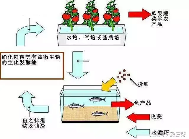 生菜种植成本与利润_致富经种生菜_生菜种植技术视频