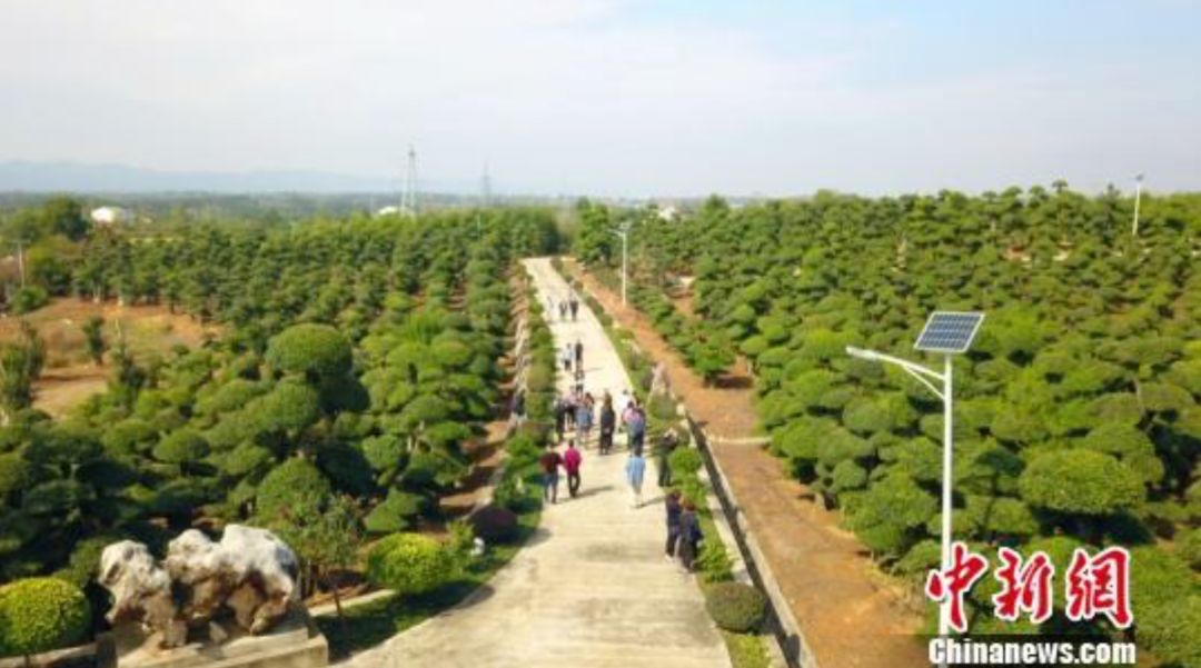 种名贵树有哪些好处_盆景名贵树种种植致富项目_名贵树盆栽