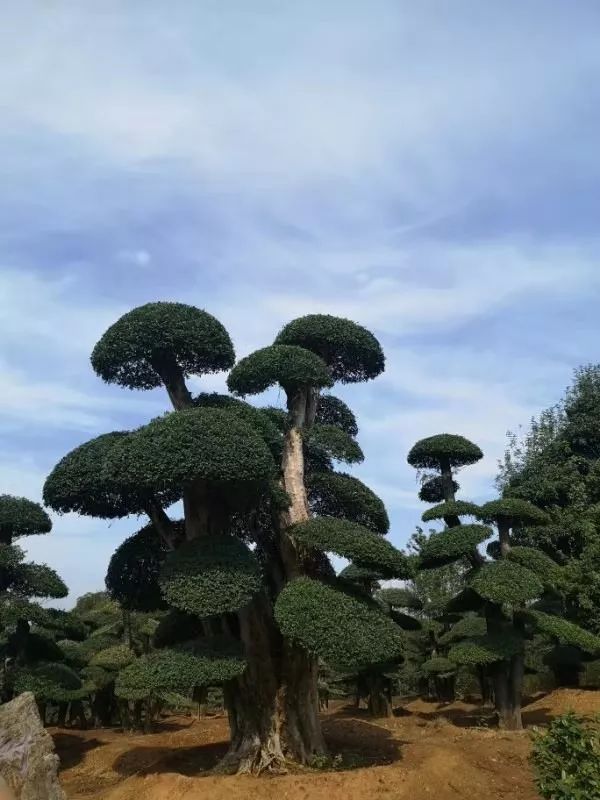 盆景名贵树种种植致富项目_种名贵树有哪些好处_名贵树盆栽