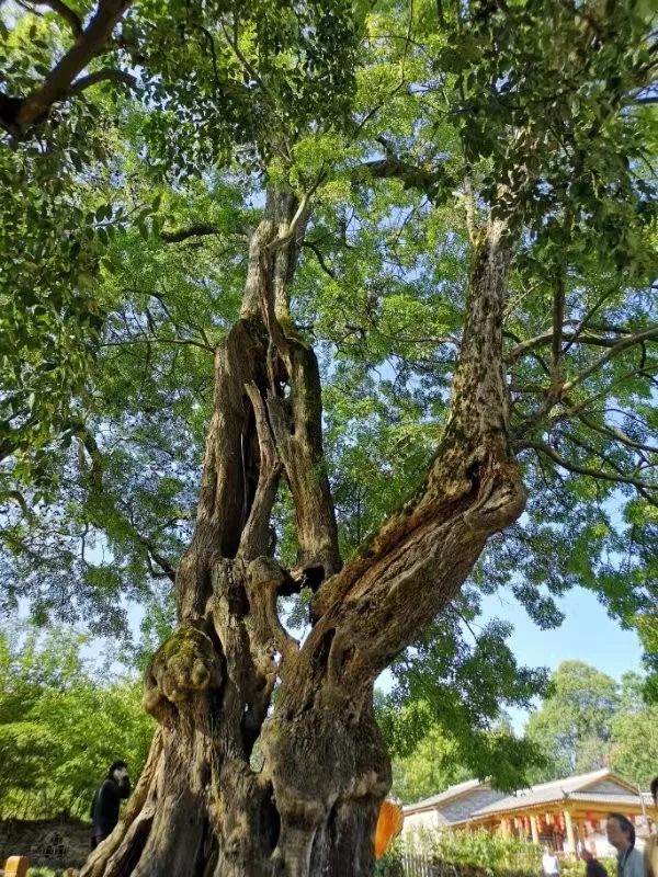 盆景名贵树种种植致富项目_名贵树盆栽_种名贵树有哪些好处