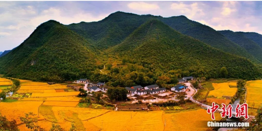 名贵树盆栽_盆景名贵树种种植致富项目_种名贵树有哪些好处