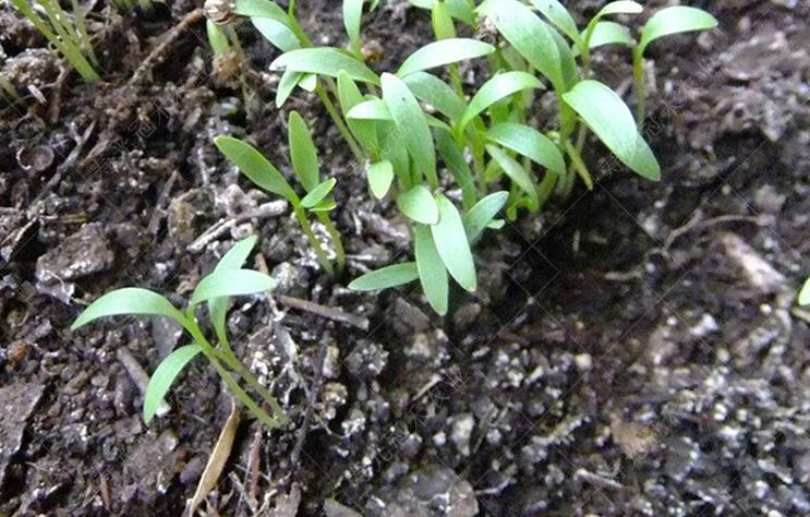 郑州市大棚哈密瓜、香菜、芹菜、生菜一年四茬高效栽培关键技术