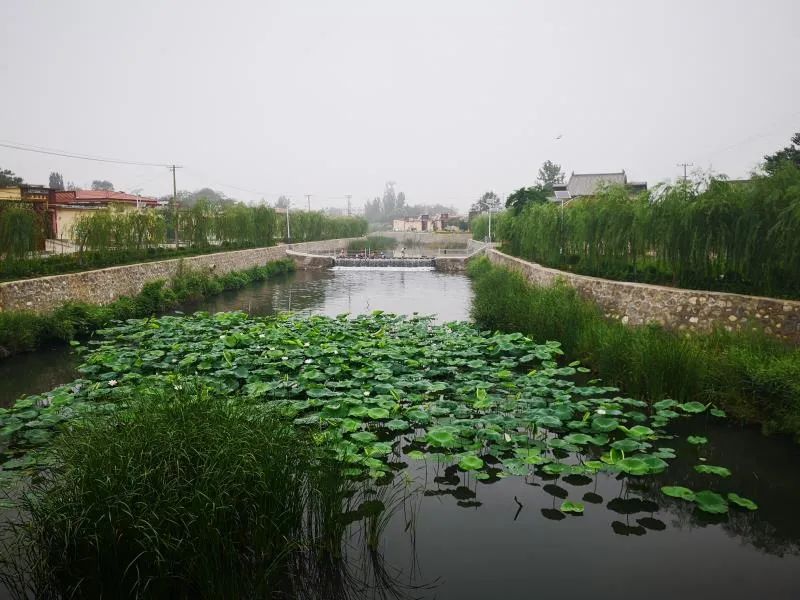 5种名贵树种花卉盆景_盆景名贵树种种植致富项目_种名贵树有哪些好处