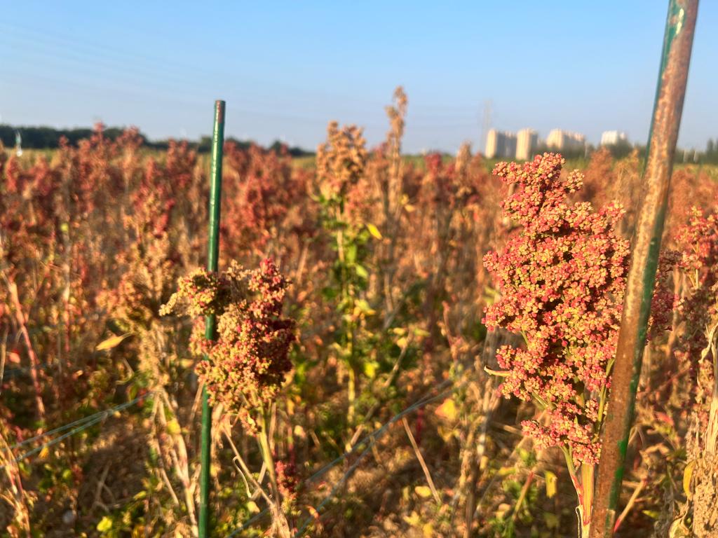 河北地区种什么树_河北种树_河北种植致富树