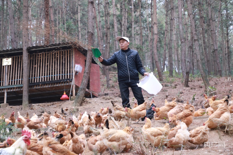 粉壳蛋鸡种蛋_粉壳蛋鸡养殖技术_蛋壳粉喂鸡