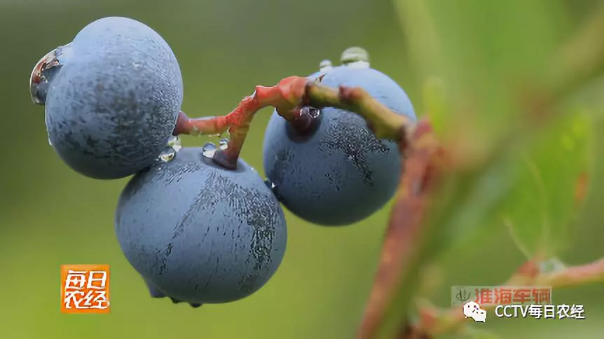 蓝莓助农_每日农经致富经蓝莓_致富经蓝莓