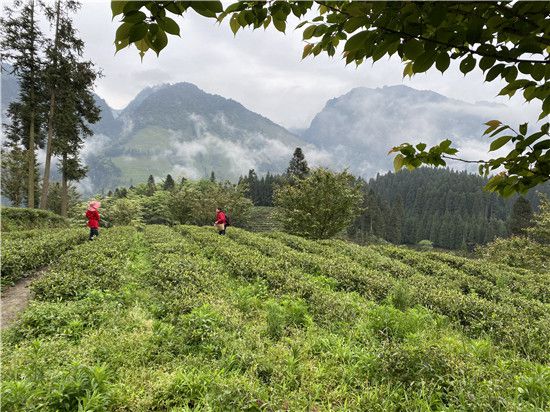 茶园养鸡的主要措施_茶园种养案例_茶园养殖致富方法