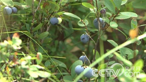 [致富经]野生蓝莓引发的传奇财富