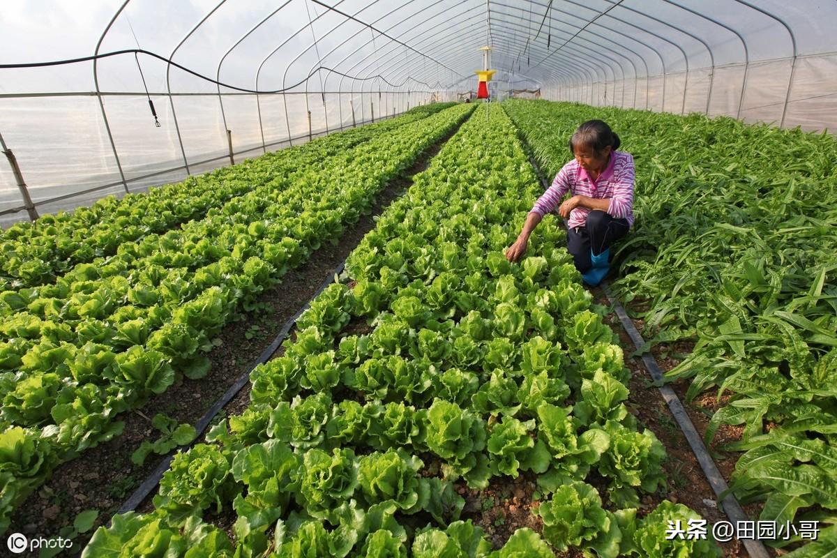 生菜种植技术视频_致富经种生菜_种植生菜赚钱吗