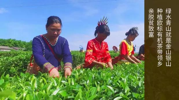 茶园养鸡的主要措施_茶叶园里养殖什么好_茶园养殖致富方法