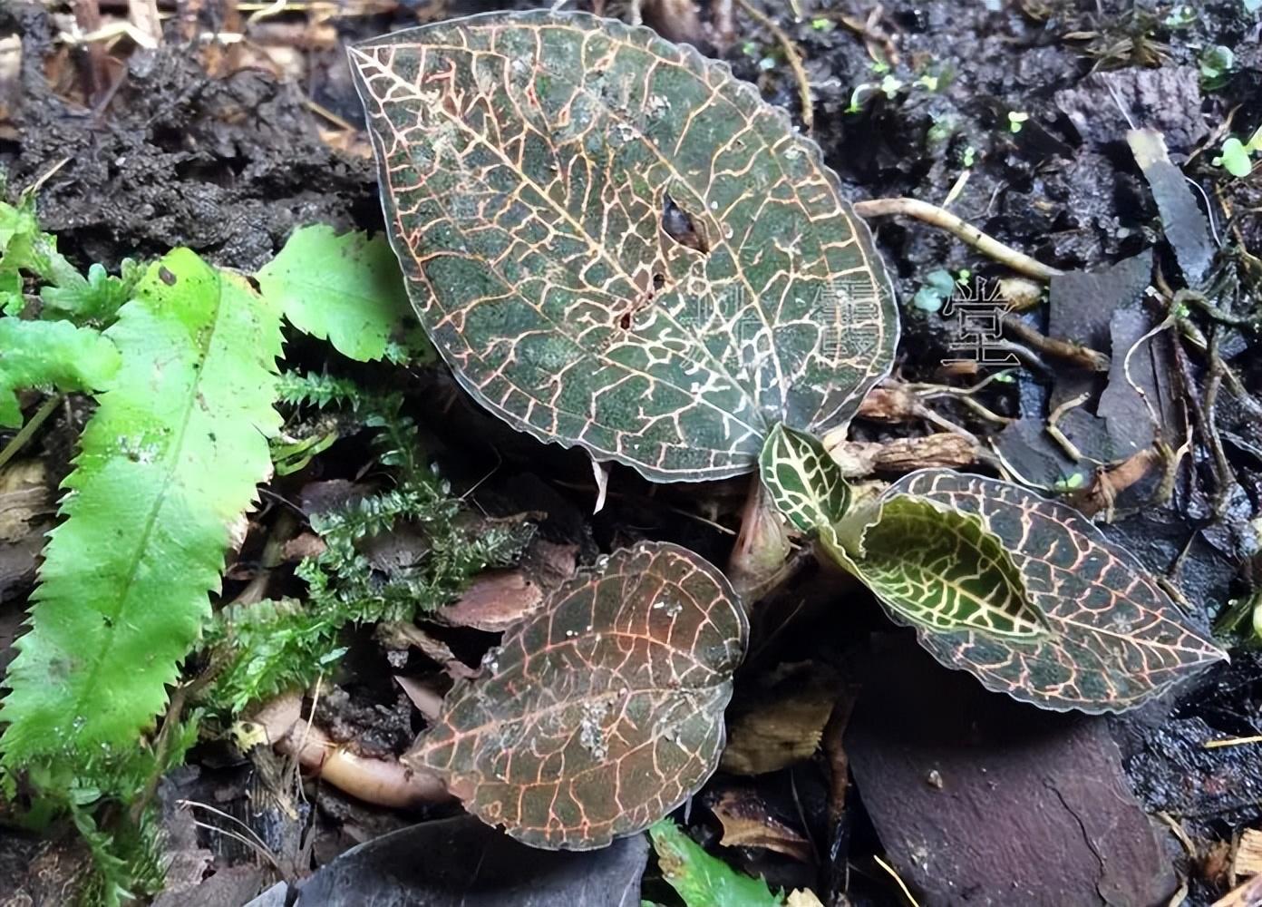 致富冷门种植行业有哪些_冷门种植致富行业_致富冷门种植行业排行榜