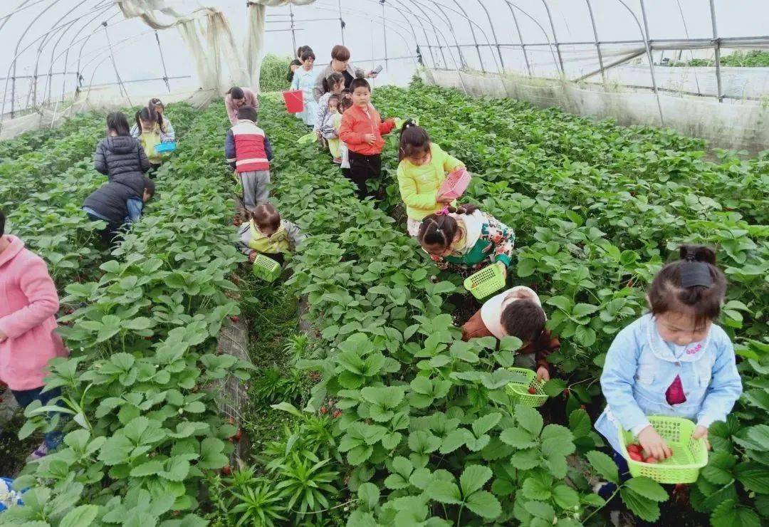 水果种植赚钱吗_致富经种植三种水果亩收入过亿_什么水果种植致富