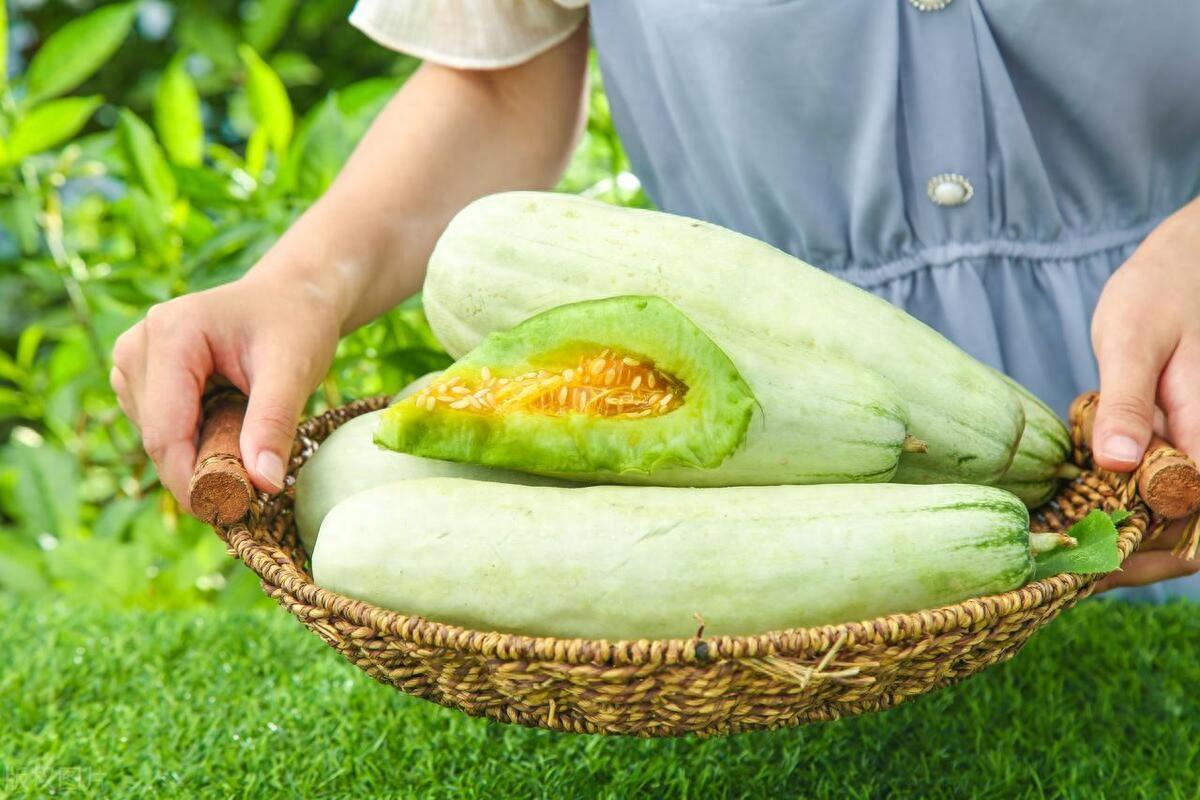 种植业致富项目前景好_致富冷门种植行业是什么_冷门种植致富行业