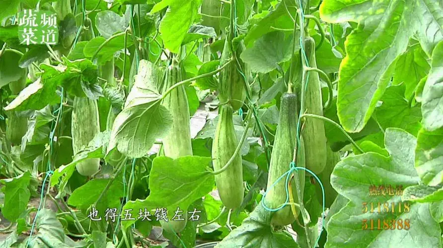 致富冷门种植行业是什么_种植业致富项目前景好_冷门种植致富行业