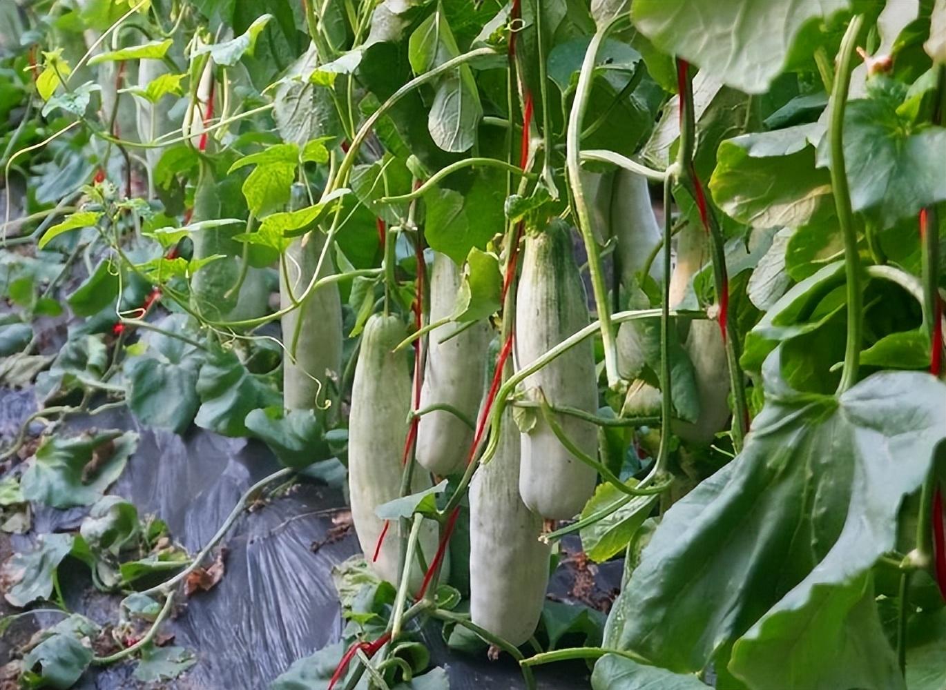 种植业致富项目前景好_致富冷门种植行业是什么_冷门种植致富行业