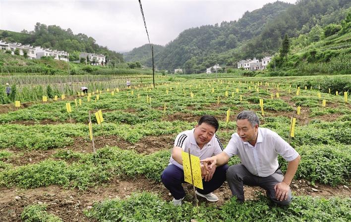 茶园养殖致富方法_农村茶园养殖_茶叶园里养殖什么好