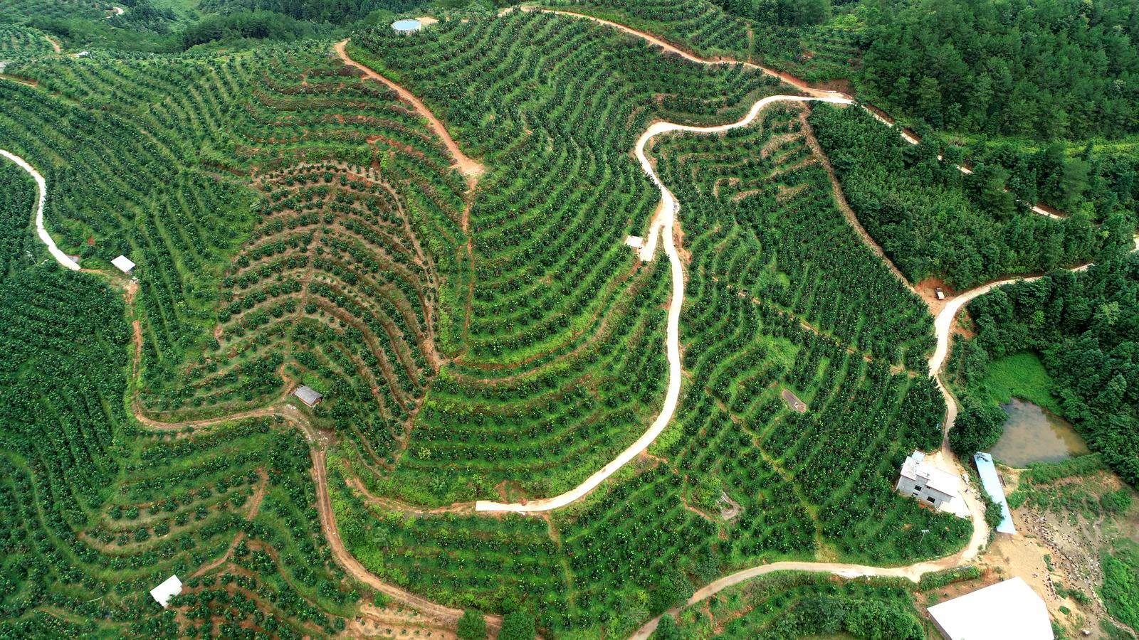 移民致富提升标语_移民种植致富果_农民种植致富