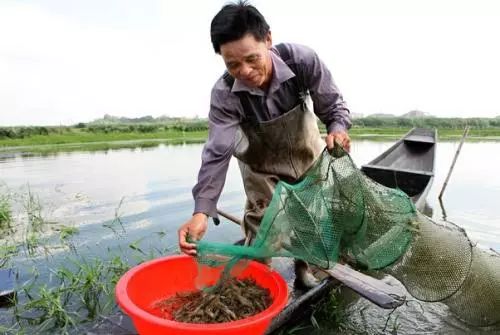 青虾是人工养殖的吗_人工青虾怎么养殖技术_青虾养殖技术要点视频