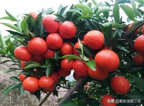 农业种植水果致富项目_水果种植赚钱吗_什么水果种植致富