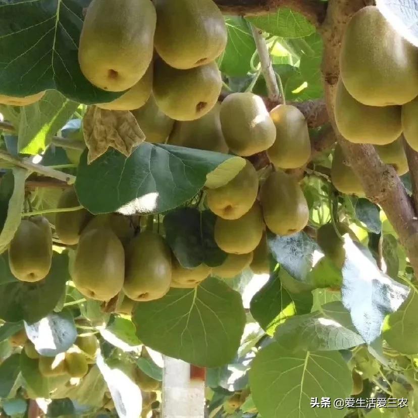 农业种植水果致富项目_水果种植赚钱吗_什么水果种植致富