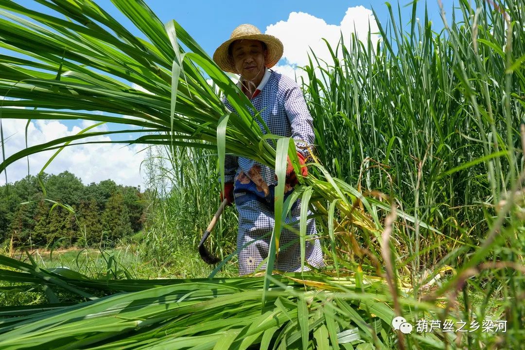 养殖致富能手事迹_养殖创业致富能手_养殖致富能手事迹材料范文